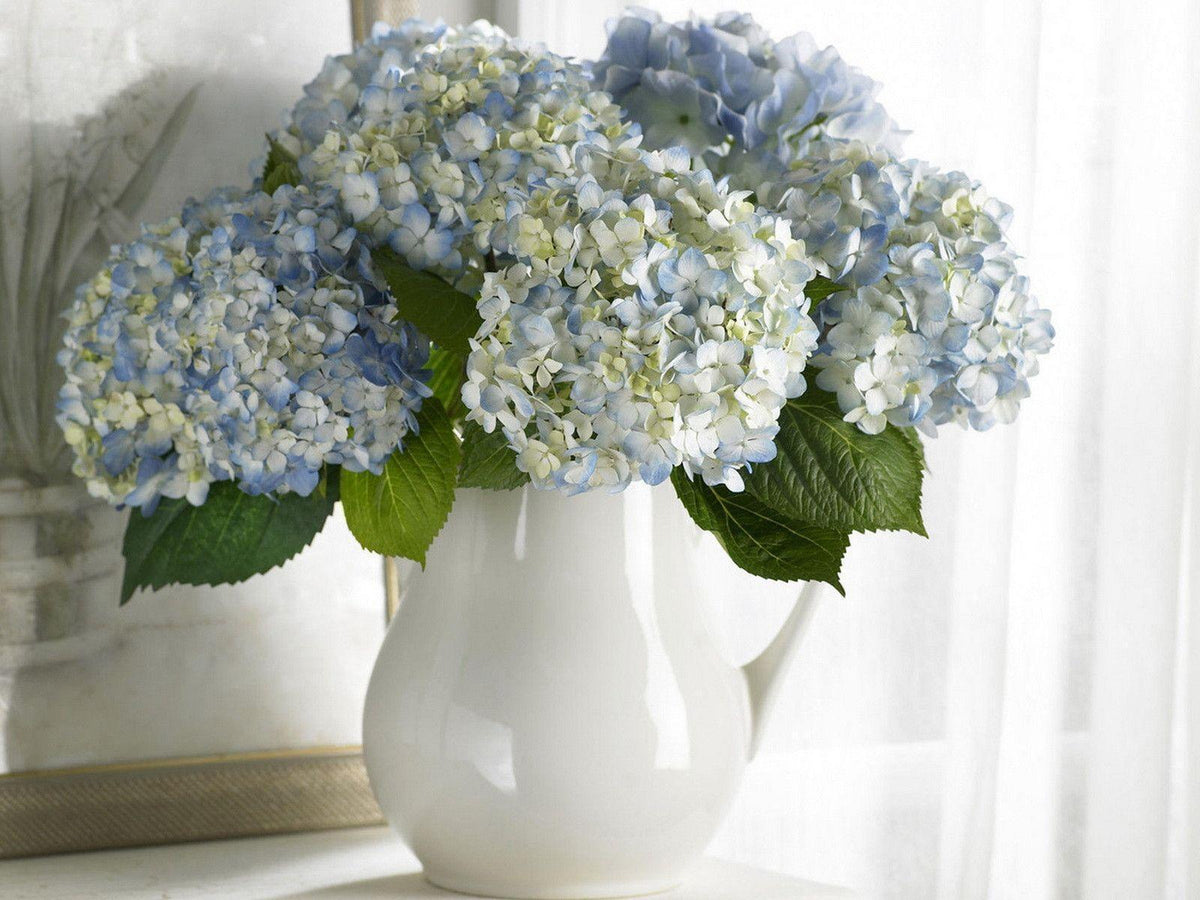 Hydrangea Collection